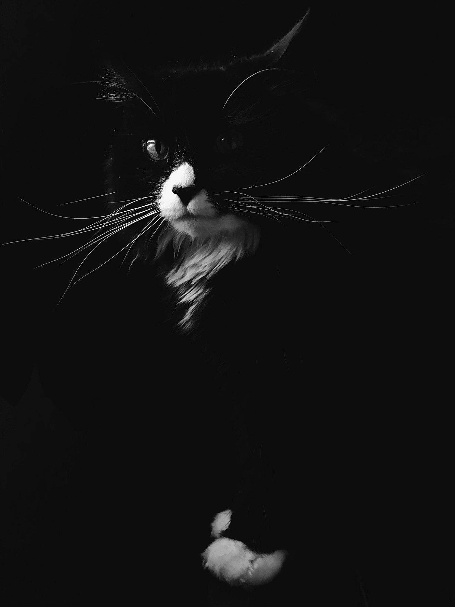 Kyung is registered to the contest to win money with this photo: black, carnivore, cat, darkness, domestic_short_haired_cat, electric_blue, felidae, flash_photography, fur, liquid, monochrome, monochrome_photography, night, small_to_medium_sized_cats, still_life_photography, tail, terrestrial_animal, whiskers, wildlife