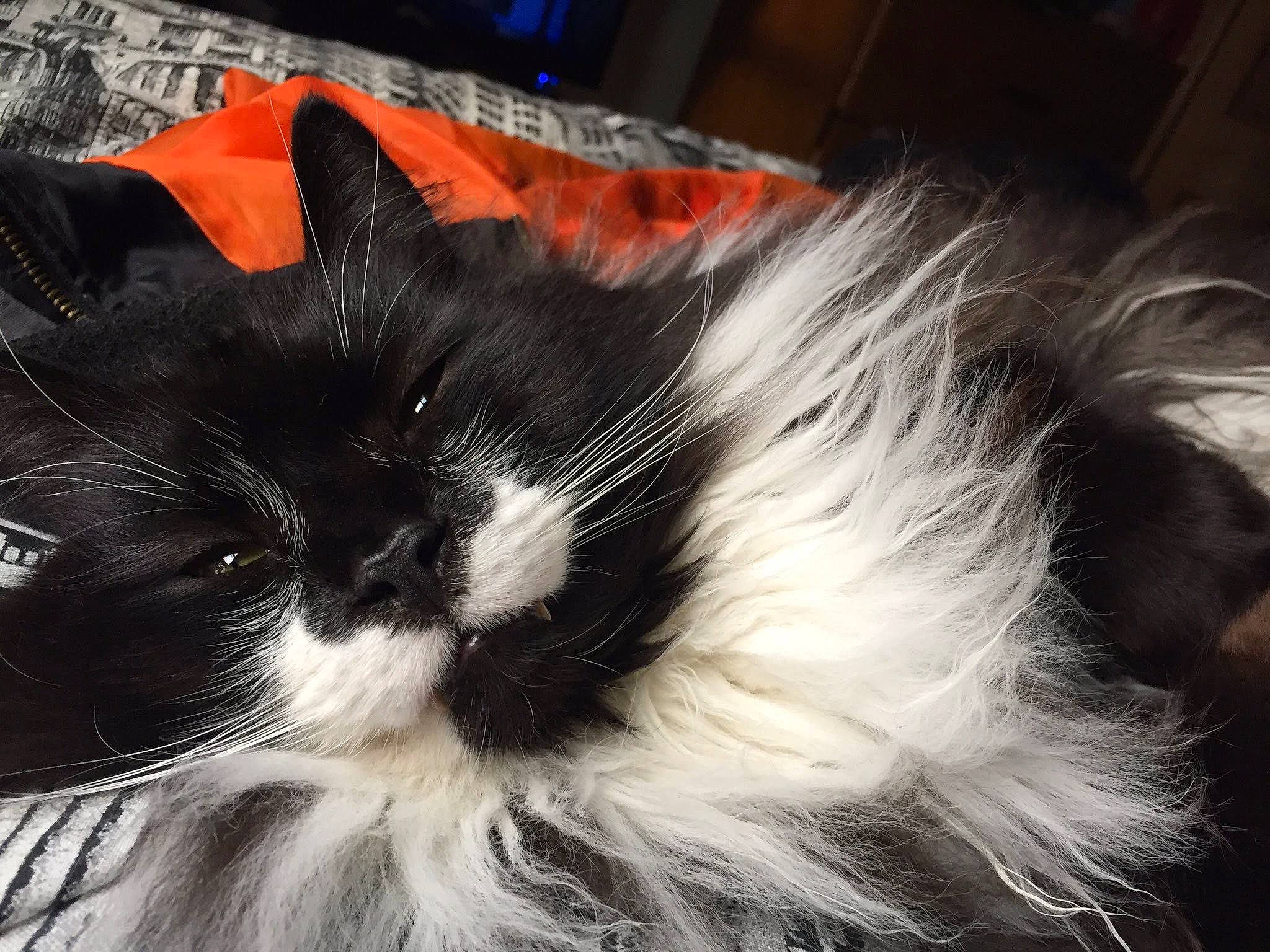 Sebastian joined the competition — help win amazing prizes! art, carnivore, cat, claw, event, felidae, fur, small_to_medium_sized_cats, snout, tail, whiskers