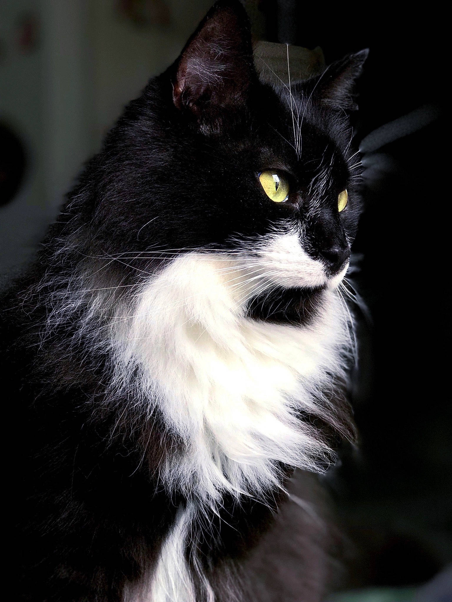 Sebastian is registered to the contest to win money with this photo: black_cat, carnivore, cat, darkness, domestic_short_haired_cat, eye, felidae, formal_wear, fur, hair, iris, monochrome_photography, pedestal, small_to_medium_sized_cats, snout, tail, terrestrial_animal, whiskers, window