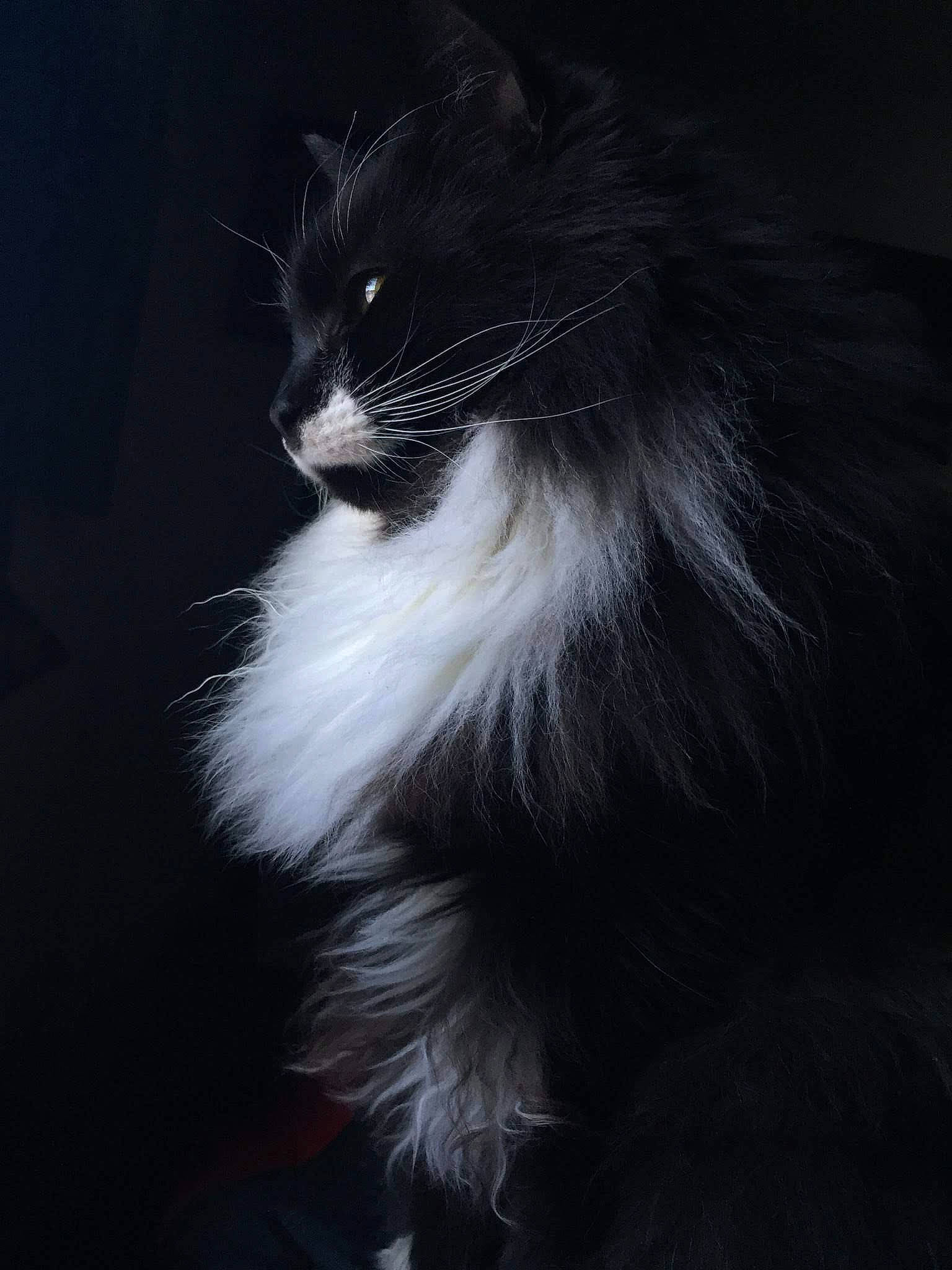 Sebastian joined the competition — help win amazing prizes! carnivore, cat, darkness, electric_blue, felidae, fur, monochrome_photography, plant, small_to_medium_sized_cats, snout, street_light, tail, terrestrial_animal, whiskers, window