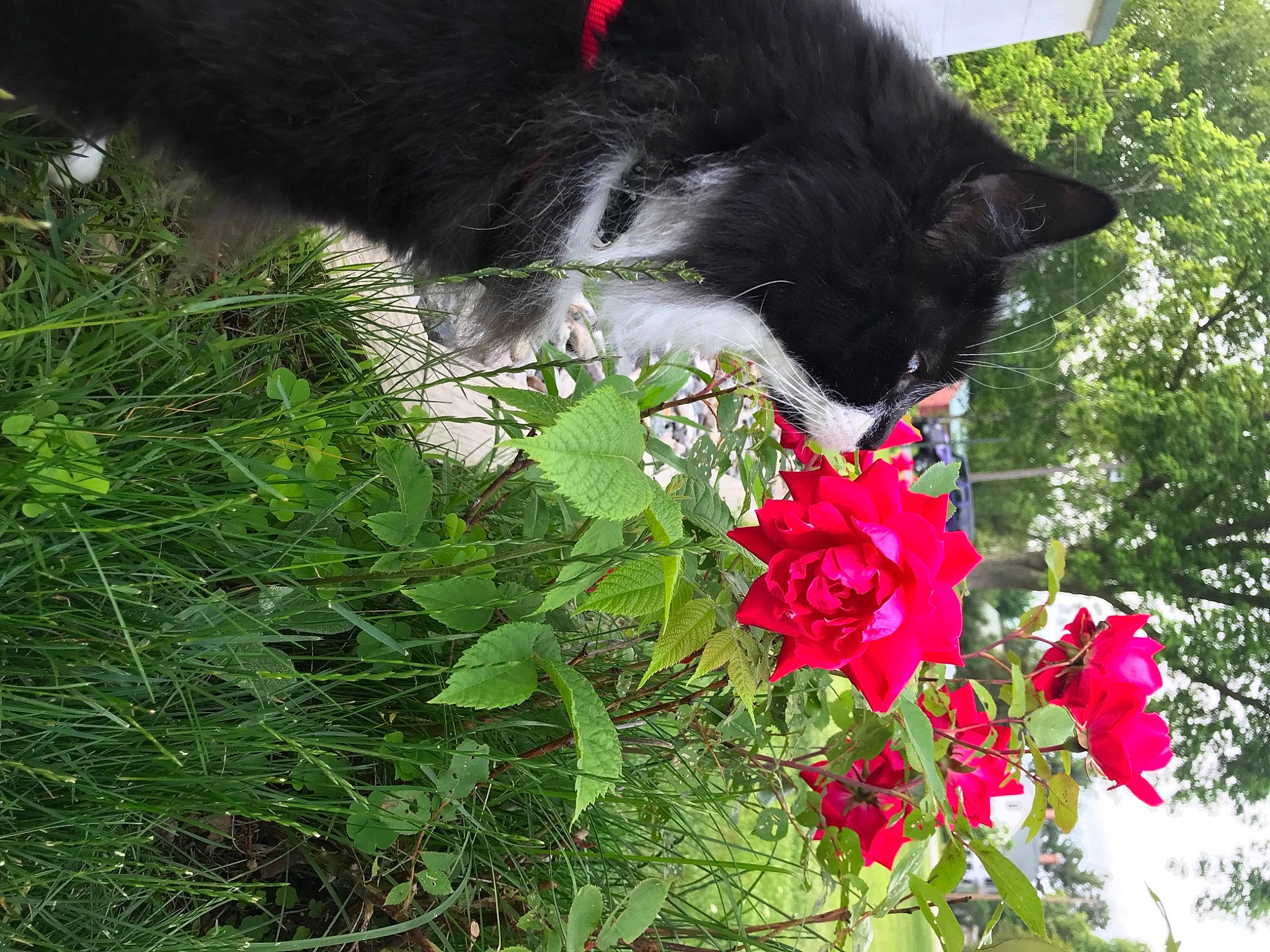 Sebastian is registered to the contest to win money with this photo: annual_plant, carmine, carnivore, cat, dog_breed, domestic_short_haired_cat, felidae, flower, flowering_plant, grass, groundcover, herbaceous_plant, petal, plant, rose, shrub, small_to_medium_sized_cats, tail, tree, whiskers