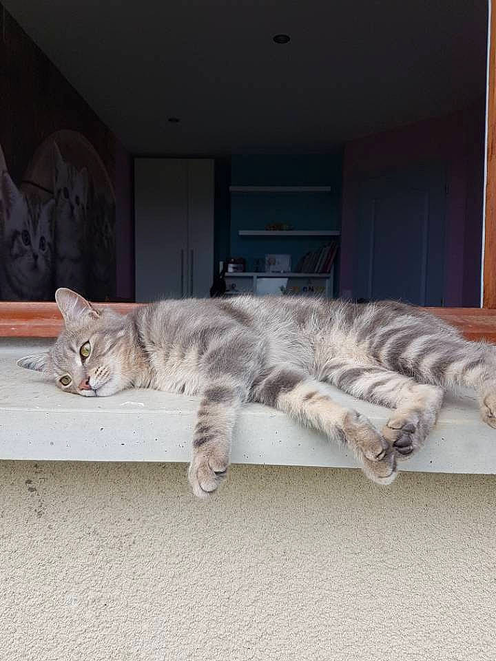 Grisouille a rejoint le concours — aidez-le/la à gagner de superbes lots ! bengal, carnivore, cat, domestic_short_haired_cat, dragon_li, egyptian_mau, european_shorthair, felidae, fur, kitten, nap, ocicat, pixie_bob, small_to_medium_sized_cats, tabby_cat, tail, whiskers, window