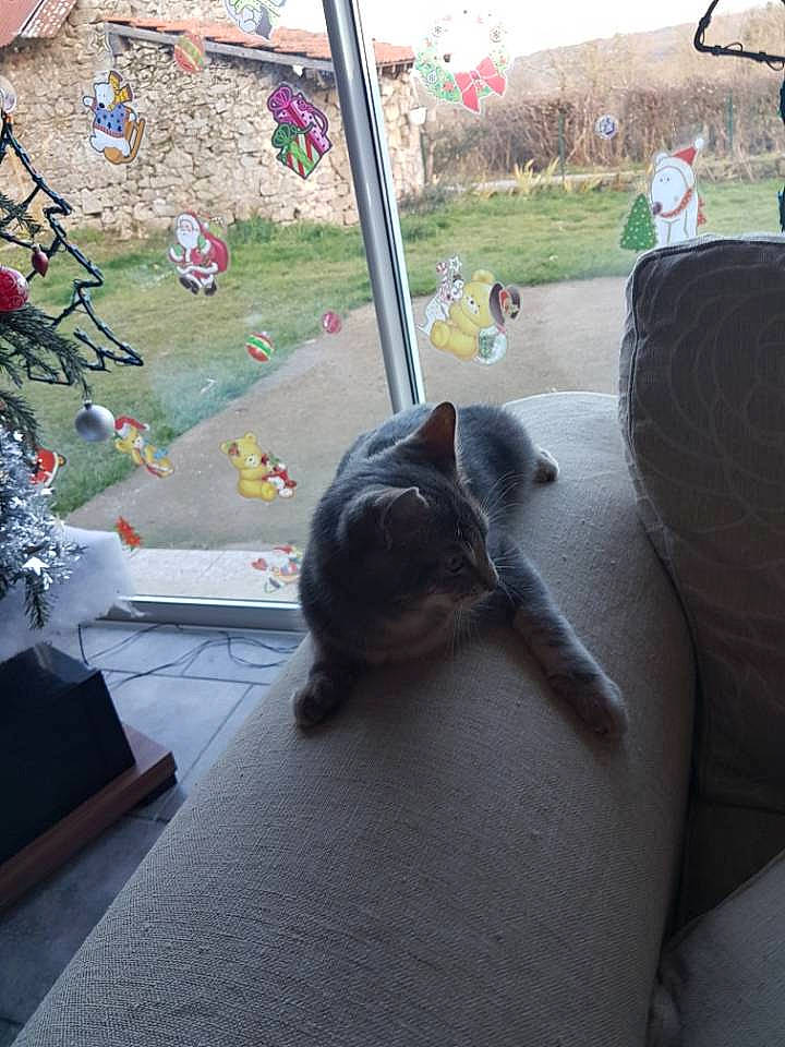 Grisouille participe au concours pour gagner de l'argent avec cette photo : british_shorthair, carnivore, cat, domestic_short_haired_cat, fawn, felidae, kitten, russian_blue, small_to_medium_sized_cats, snout, tail, whiskers