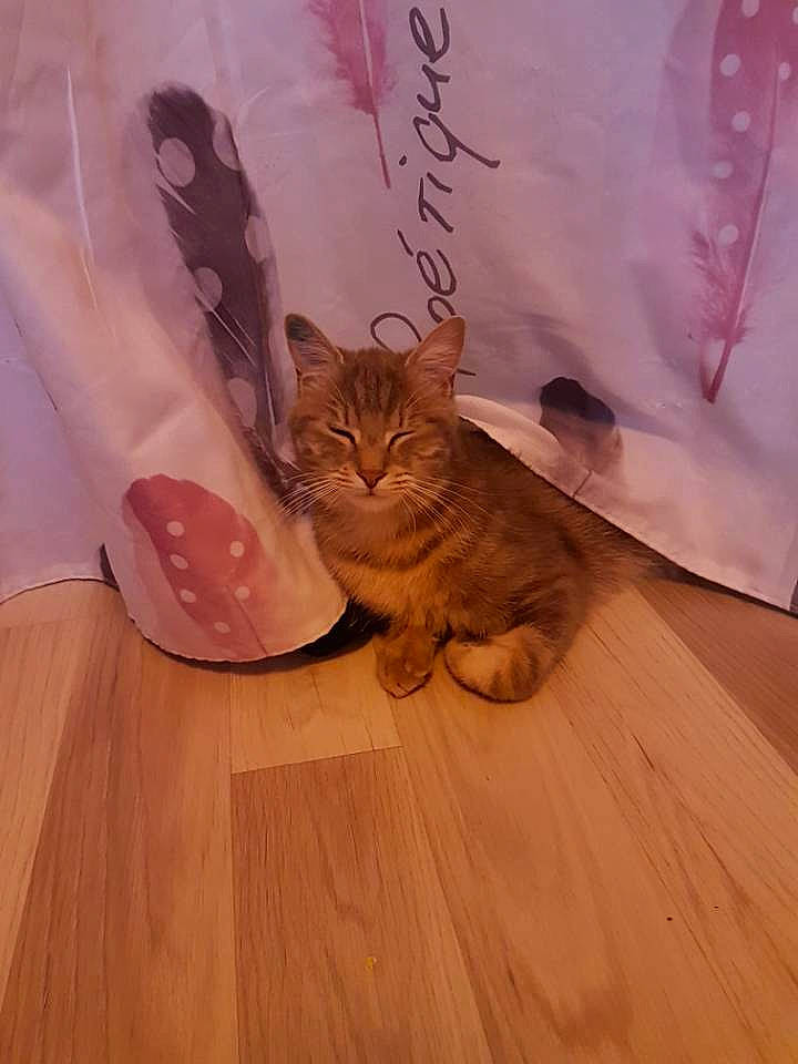 Grisouille participe au concours pour gagner de l'argent avec cette photo : american_shorthair, asian, carnivore, cat, domestic_short_haired_cat, european_shorthair, fawn, felidae, floor, flooring, fur, hardwood, kitten, kurilian_bobtail, skin, small_to_medium_sized_cats, tail, whiskers, wood