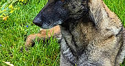 Bianca participe au concours pour gagner de l'argent avec cette photo : alert, animal, black, brown, canine, chewed_stick, daylight, dog, ears_up, field, fur, grass, greenery, lying_down, nature, outdoor, pet, stick, summer, yellow_flowers