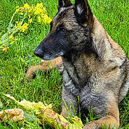 Bianca participe au concours pour gagner de l'argent avec cette photo : dog, canine, grass, outdoor, nature, stick, yellow_flowers, animal, pet, lying_down, chewed_stick, ears_up, alert, fur, brown, black, greenery, summer, daylight, field