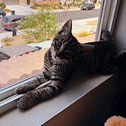 Roman is registered to the contest to win money with this photo: cat, kitten, tabby, windowsill, window, screen, paws, stretching, head_tilt, curious, indoor, sunlight, suburban, street, car, house, daytime, pet, animal, feline