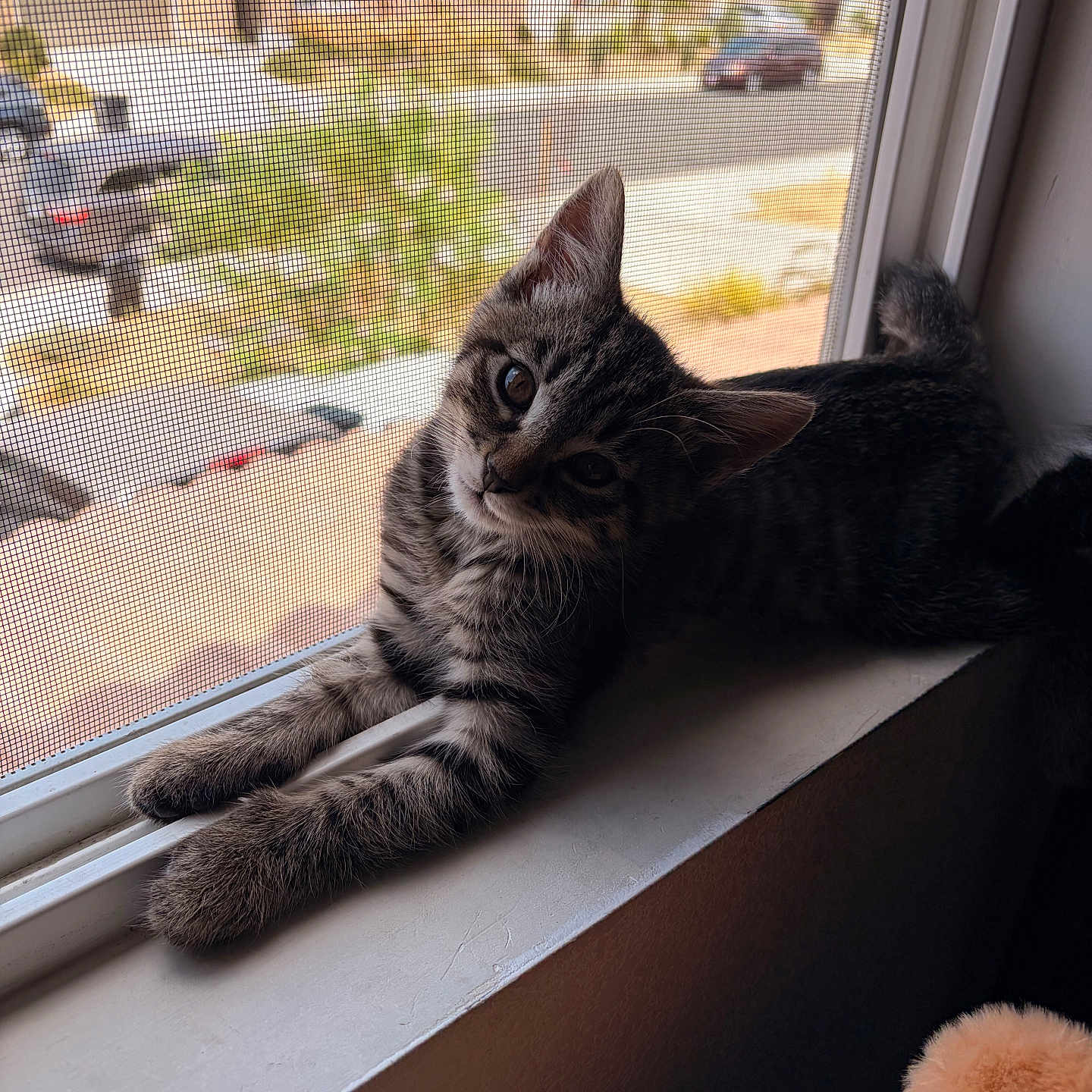 Roman is registered to the contest to win money with this photo: cat, kitten, tabby, windowsill, window, screen, paws, stretching, head_tilt, curious, indoor, sunlight, suburban, street, car, house, daytime, pet, animal, feline
