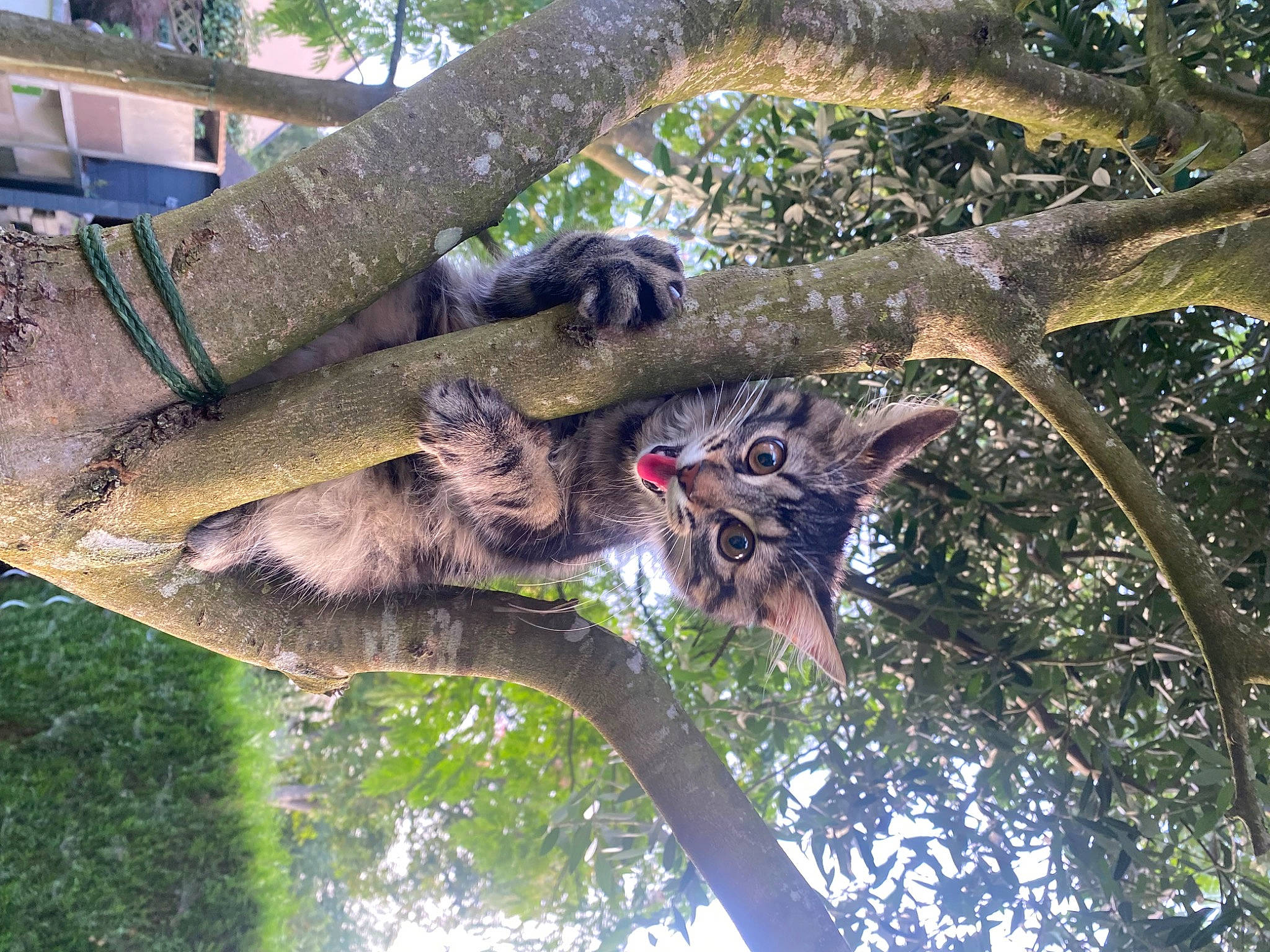 Aiko participe au concours pour gagner de l'argent avec cette photo : bird_of_prey, mammal, natural_material, owl, plant, plant_stem, screech_owl, terrestrial_animal, terrestrial_plant, tree, trunk, twig, wildlife, wood