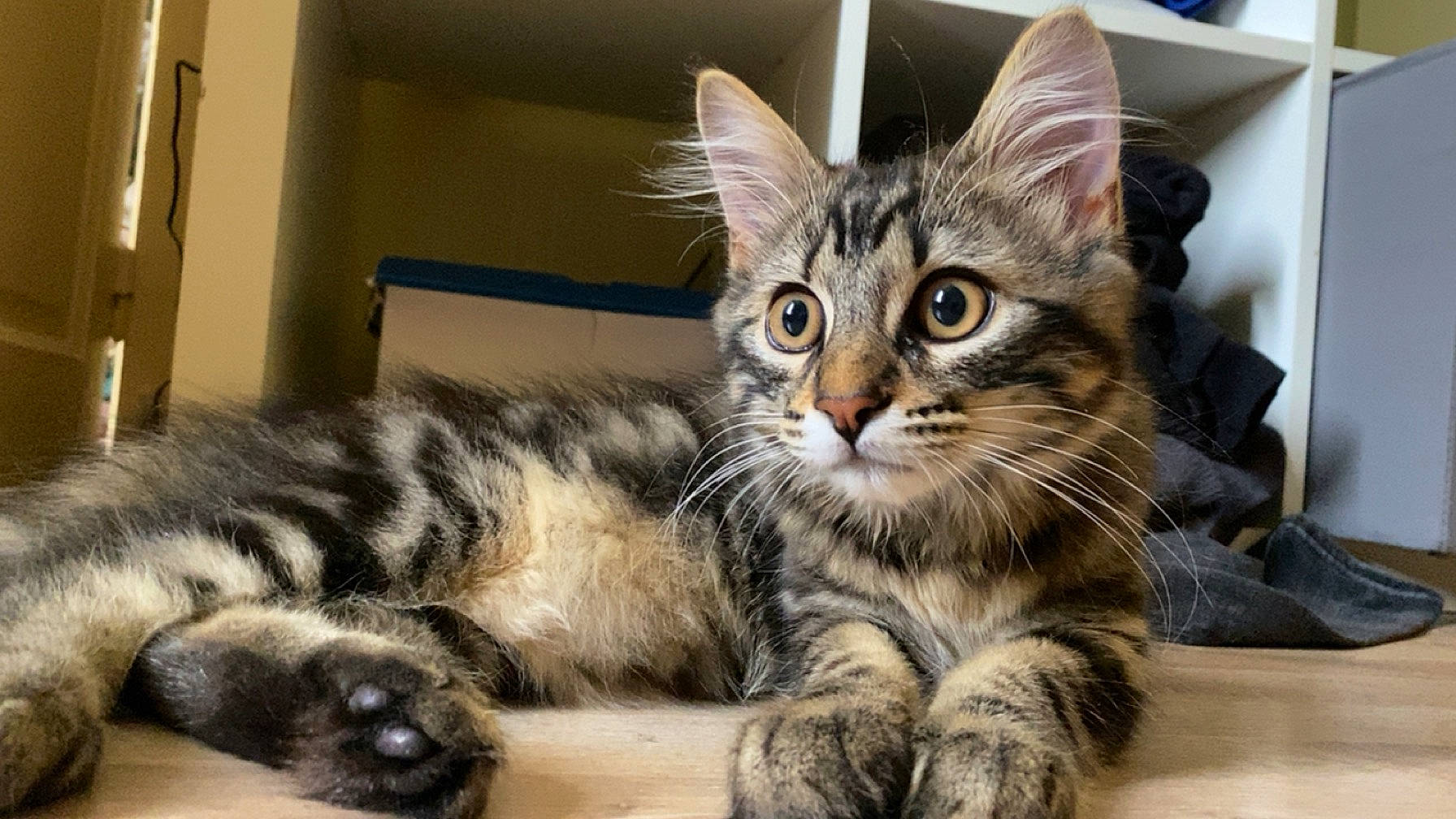 Aiko participe au concours pour gagner de l'argent avec cette photo : carnivore, cat, claw, domestic_short_haired_cat, felidae, fur, paw, small_to_medium_sized_cats, snout, tail, terrestrial_animal, whiskers, wildlife