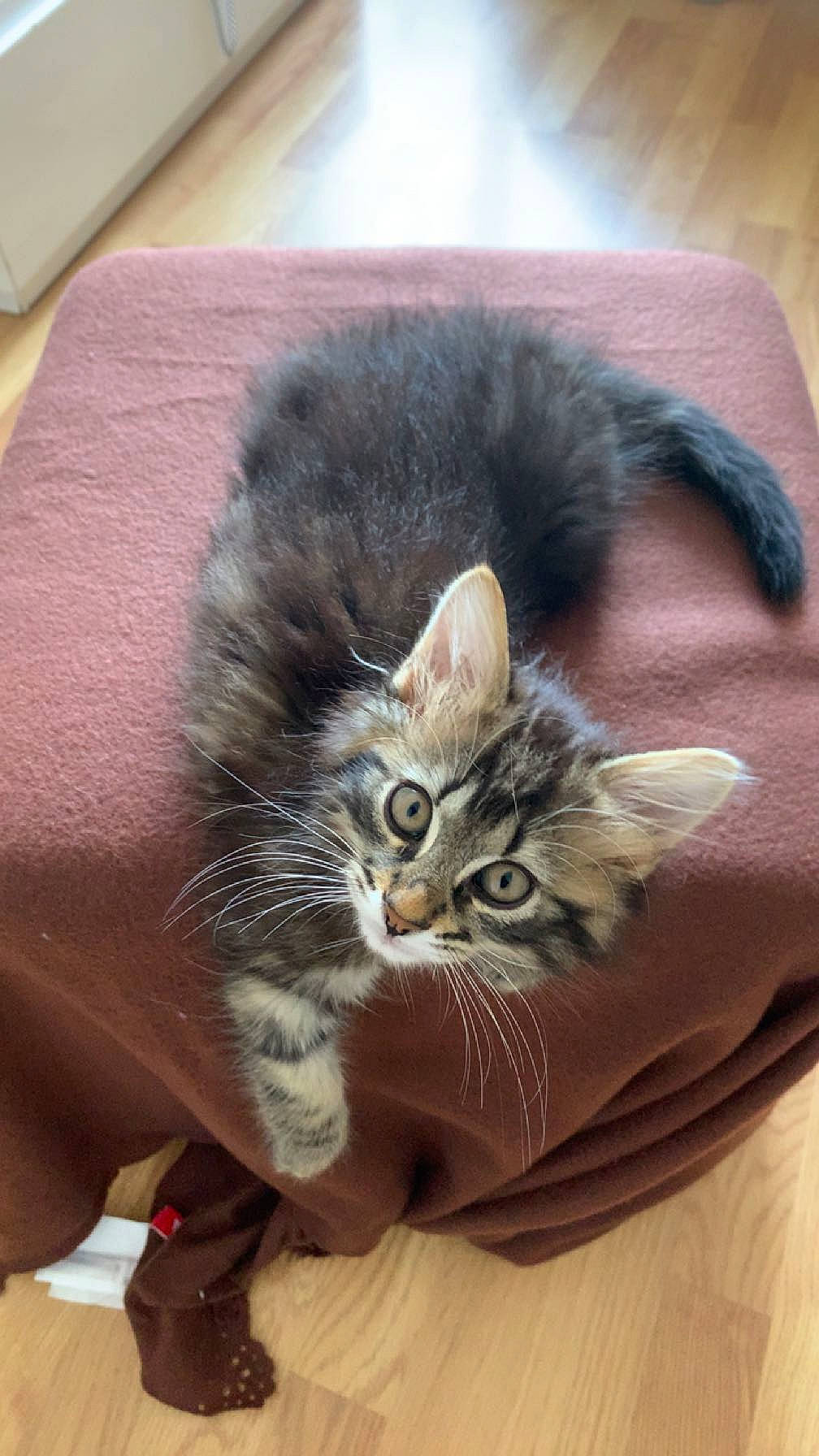 Aiko a rejoint le concours — aidez-le/la à gagner de superbes lots ! carnivore, cat, claw, comfort, domestic_short_haired_cat, fawn, felidae, fur, hardwood, paw, small_to_medium_sized_cats, snout, tail, terrestrial_animal, whiskers, wood