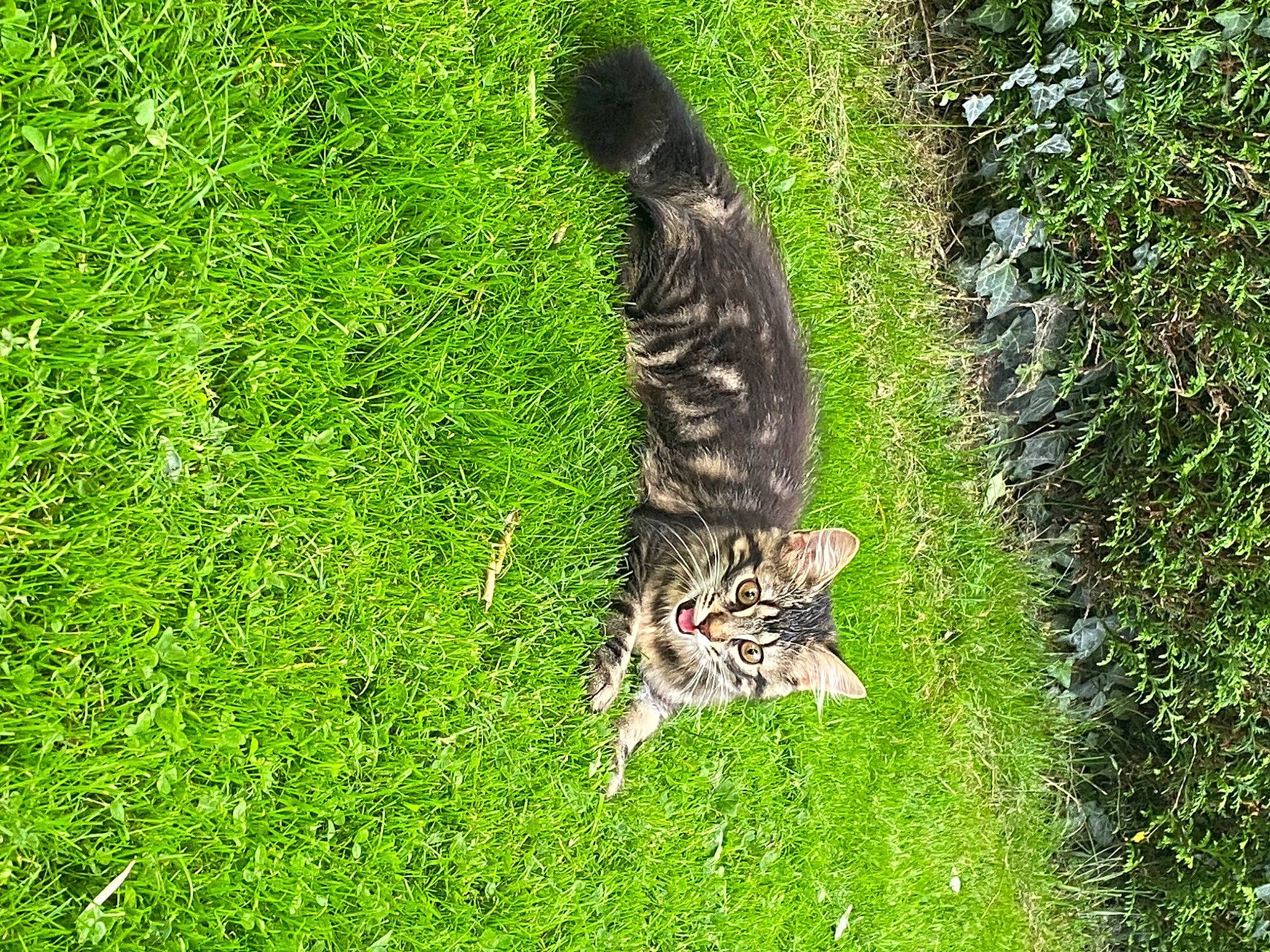 Aiko a rejoint le concours — aidez-le/la à gagner de superbes lots ! carnivore, cat, dog_breed, felidae, grass, grass_family, grassland, groundcover, lawn, meadow, people_in_nature, plant, shrub, small_to_medium_sized_cats, sporting_group, tail, terrestrial_animal, terrestrial_plant, tree, whiskers