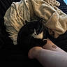 animal, black_and_white, blanket, casual, cat, comfort, couch, cozy, curious, domestic_animal, feline, fur, home, indoor, leg, person, pet, relaxing, resting, soft