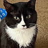Nova is registered to the contest to win money with this photo: alert, animal, black_and_white, cat, close_up, cute, domestic_animal, ears, face, feline, fur, green_eyes, indoor, looking, nose, pet, portrait, sitting, tuxedo_cat, whiskers