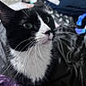 Nova joined the competition — help win amazing prizes! animal, black_and_white, cat, close_up, closeup, curious, cute, domestic_cat, face, feline, fur, green_eyes, indoor, looking_up, mammal, pet, portrait, soft_focus, tuxedo_cat, whiskers