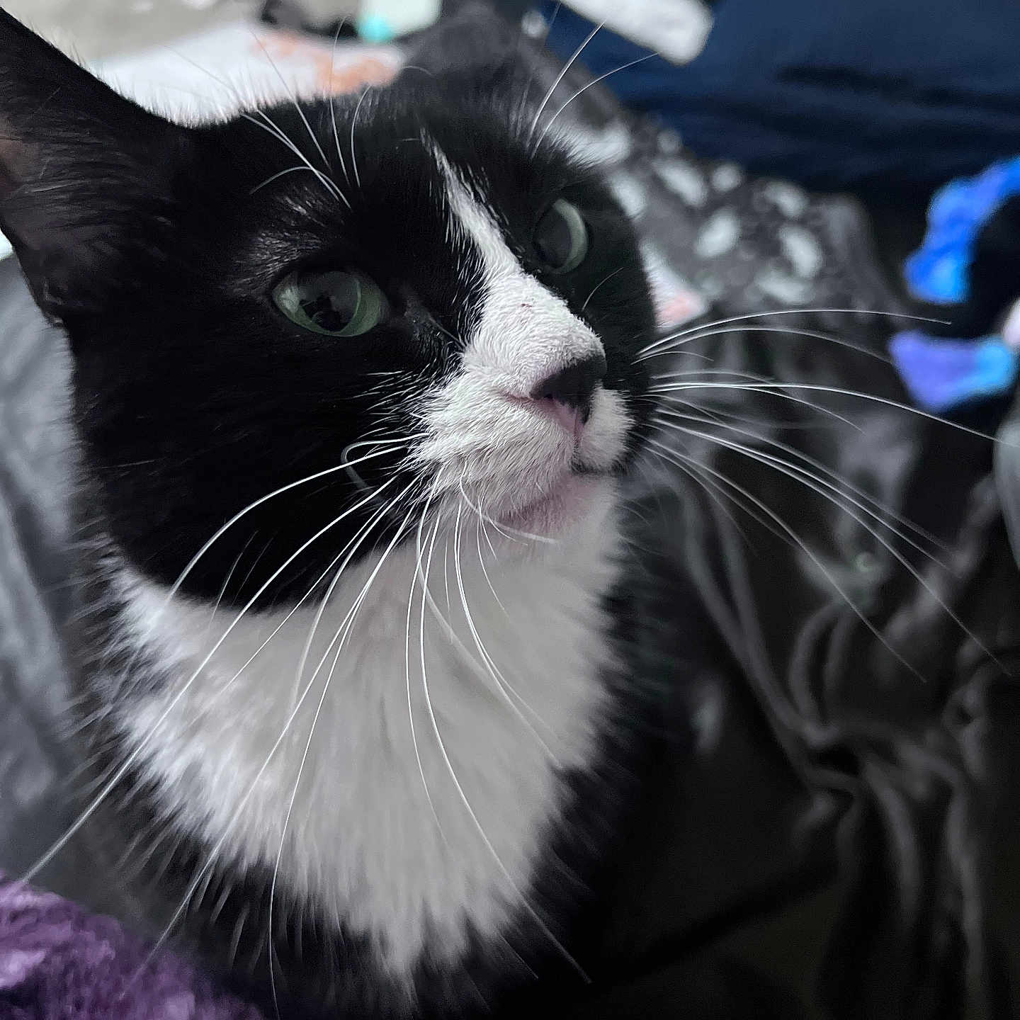 Nova