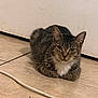 Leía Eri Velásquez is registered to the contest to win money with this photo: cat, tabby_cat, white_chest, lying_down, floor, tile_floor, indoor, pet, animal, fur, whiskers, ears, face, looking, resting, domestic_cat, cute, feline, household, wall
