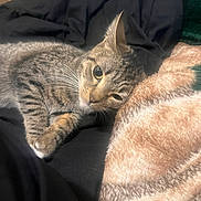 Leía Eri Velásquez is registered to the contest to win money with this photo: cat, tabby, pet, animal, feline, resting, blanket, fleece, cozy, indoor, cute, whiskers, fur, sleepy, relaxed, comfort, closeup, home, soft, laying