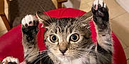 Leía Eri Velásquez is registered to the contest to win money with this photo: cat, tabby, paw_pads, wide_eyes, indoor, chair, wooden_chair, tiled_floor, pet, cute, feline, whiskers, fur, raised_paws, domestic_cat, animal, playful, close_up, holding, curious