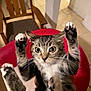 cat, tabby, paw_pads, wide_eyes, indoor, chair, wooden_chair, tiled_floor, pet, cute, feline, whiskers, fur, raised_paws, domestic_cat, animal, playful, close_up, holding, curious