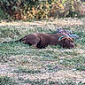 dog, brown_dog, grass, outdoor, pet, animal, lying_down, nature, rope_toy, greenery, calm, canine, collar, expression, play, field, summer, relaxing, curious, daytime