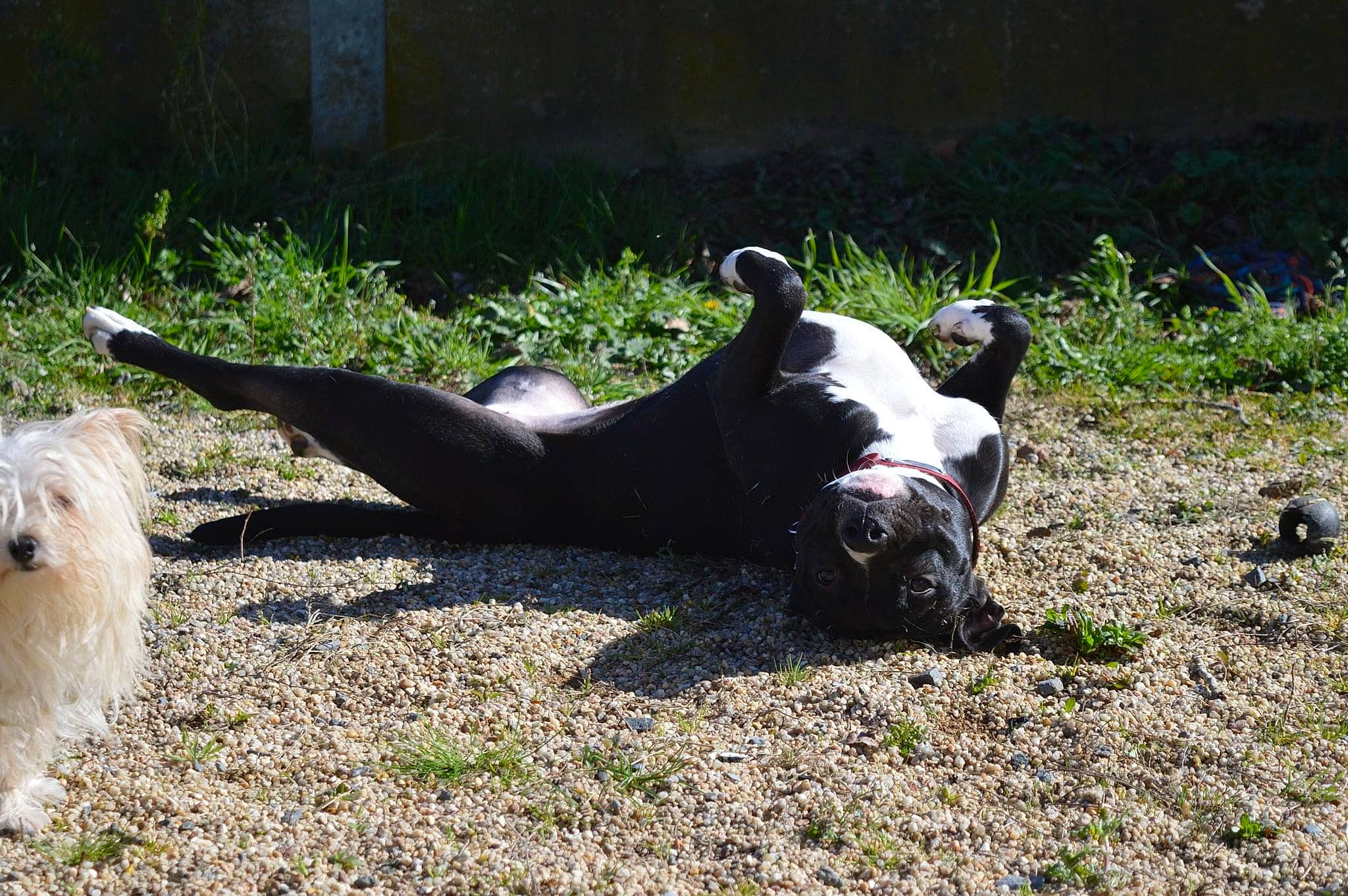 Ruby a rejoint le concours — aidez-le/la à gagner de superbes lots ! canidae, carnivore, companion_dog, dog, dog_breed, fawn, grass, herbaceous_plant, mammal, non_sporting_group, pasture, plant, snout, soil, sporting_group, tail, terrestrial_animal, toy_dog, working_animal
