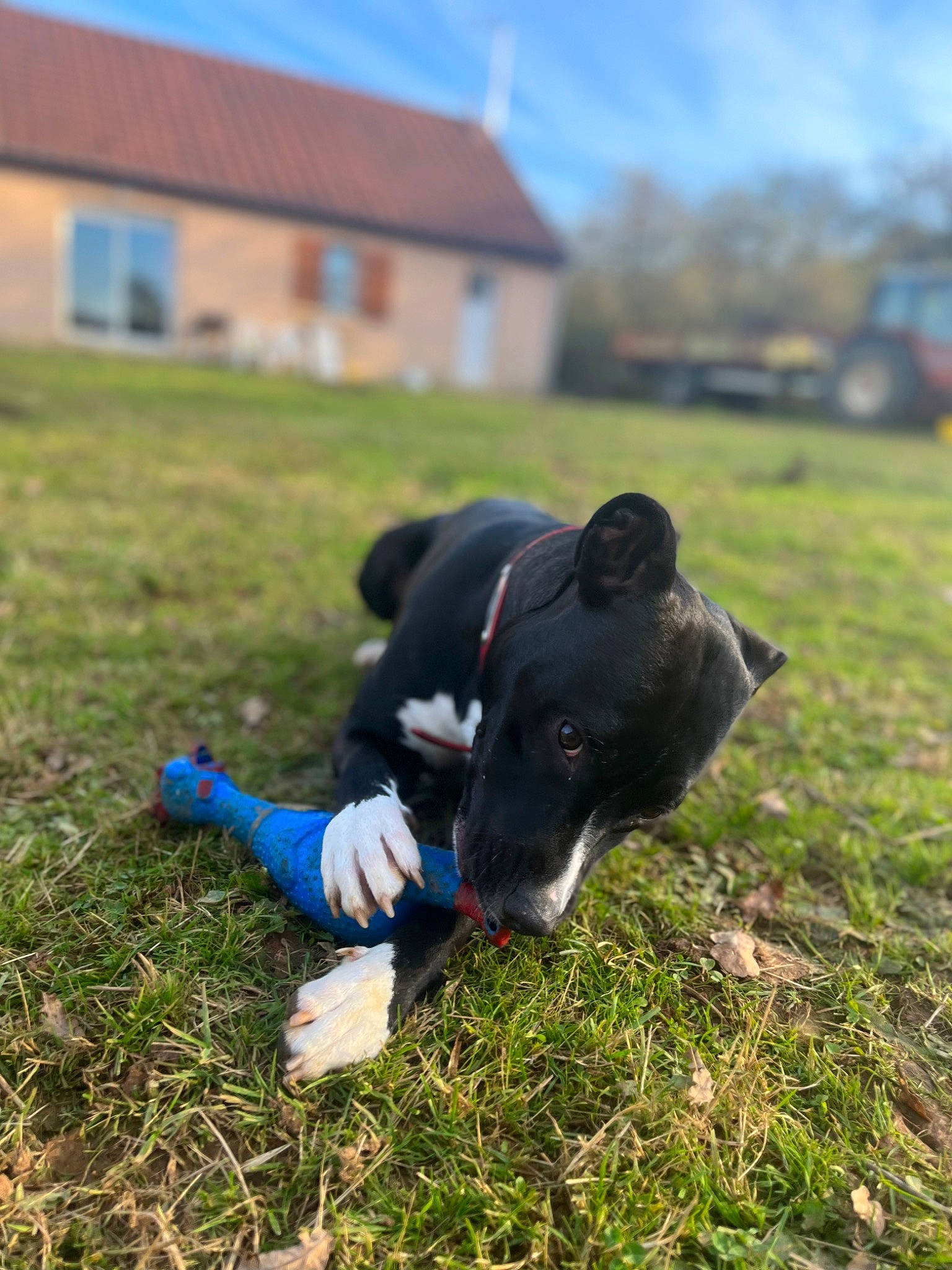 Ruby a rejoint le concours — aidez-le/la à gagner de superbes lots ! canidae, carnivore, cloud, collar, companion_dog, dog, dog_breed, grass, grassland, house, non_sporting_group, pasture, plant, recreation, sky, sporting_group, tail, tree, working_animal, working_dog