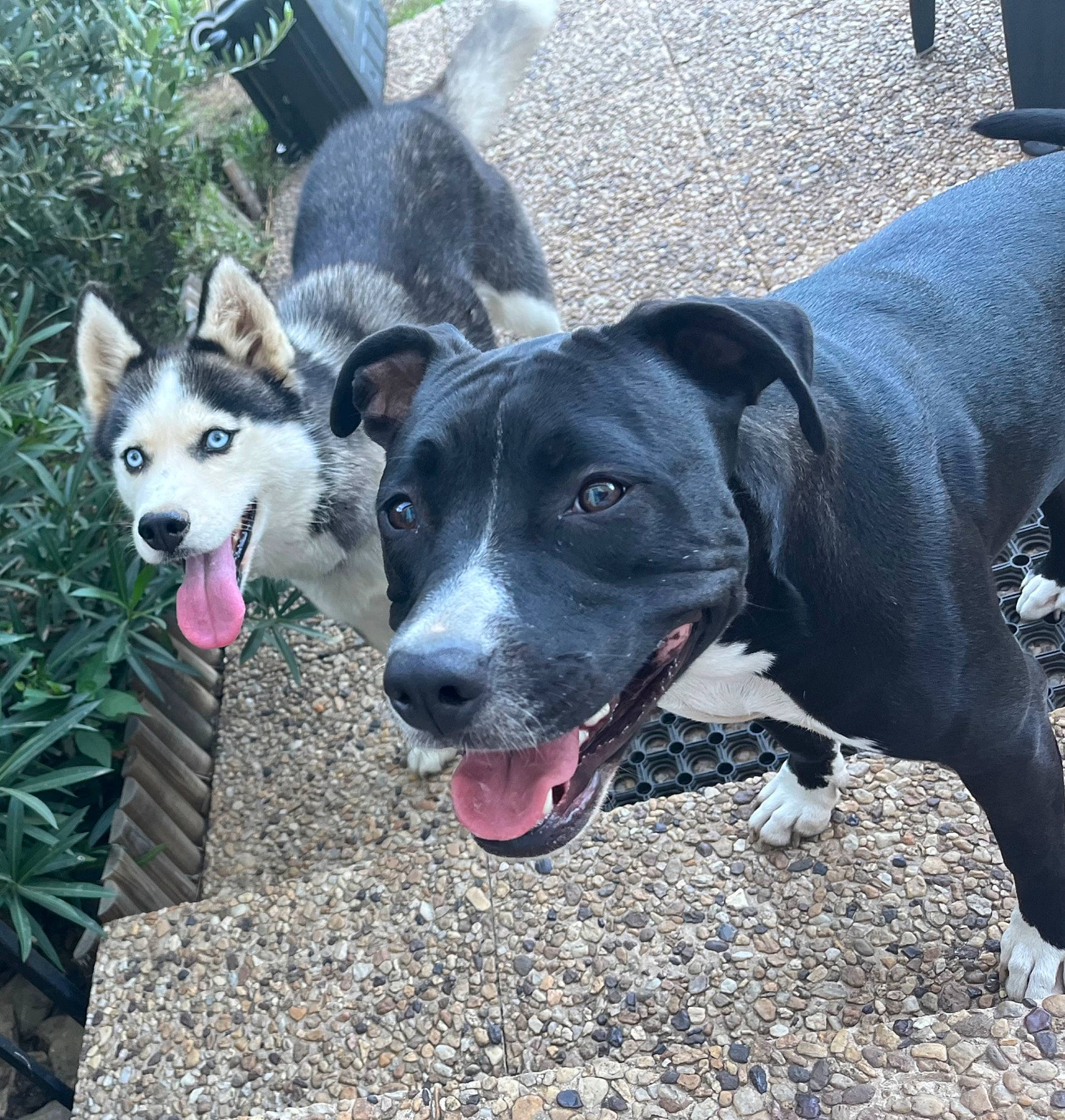 Ruby a rejoint le concours — aidez-le/la à gagner de superbes lots ! adventure, canidae, carnivore, collar, companion_dog, dog, dog_breed, dog_collar, guard_dog, herding_dog, leash, paw, plant, sporting_group, street_dog, walking, working_animal, working_dog