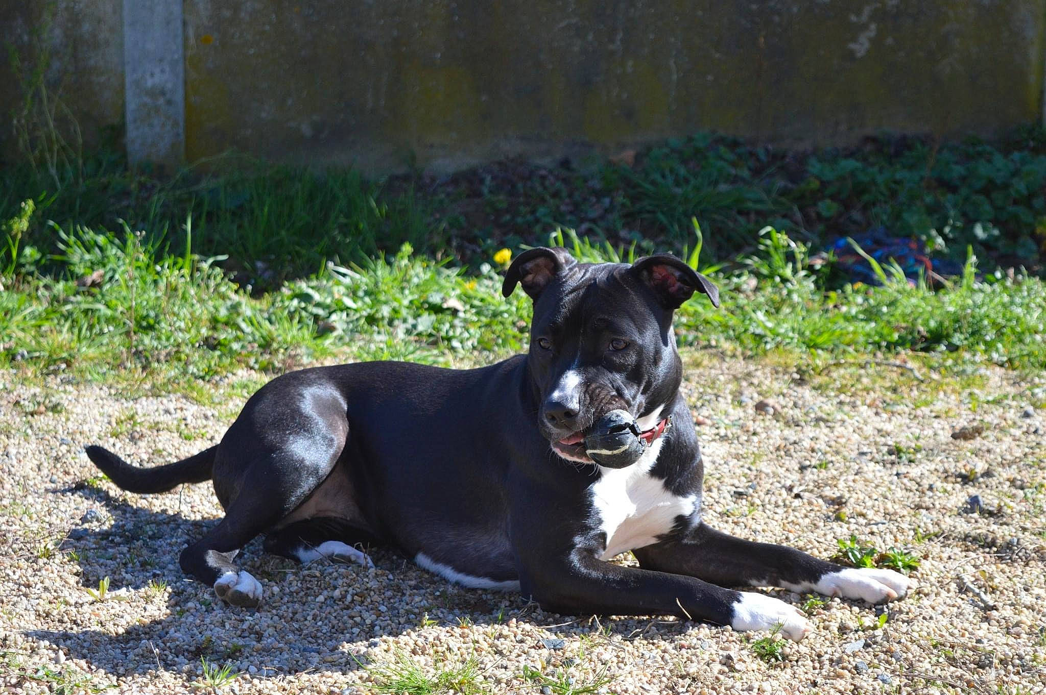 Ruby a rejoint le concours — aidez-le/la à gagner de superbes lots ! canidae, carmine, carnivore, collar, companion_dog, dog, dog_breed, dog_collar, grass, herding_dog, hunting_dog, non_sporting_group, plant, snout, sporting_group, tail, terrier, whiskers, working_animal, working_dog