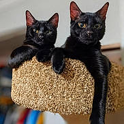 Ozzy And Izzy is registered to the contest to win money with this photo: black_cat, cat, pets, indoor, feline, resting, cat_tree, animal, two_cats, fur, whiskers, eyes, ears, paw, relaxed, cute, domestic_cat, mammal, house_pet, cozy