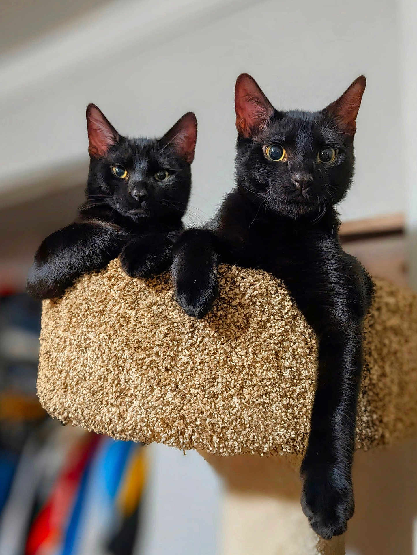 Ozzy And Izzy