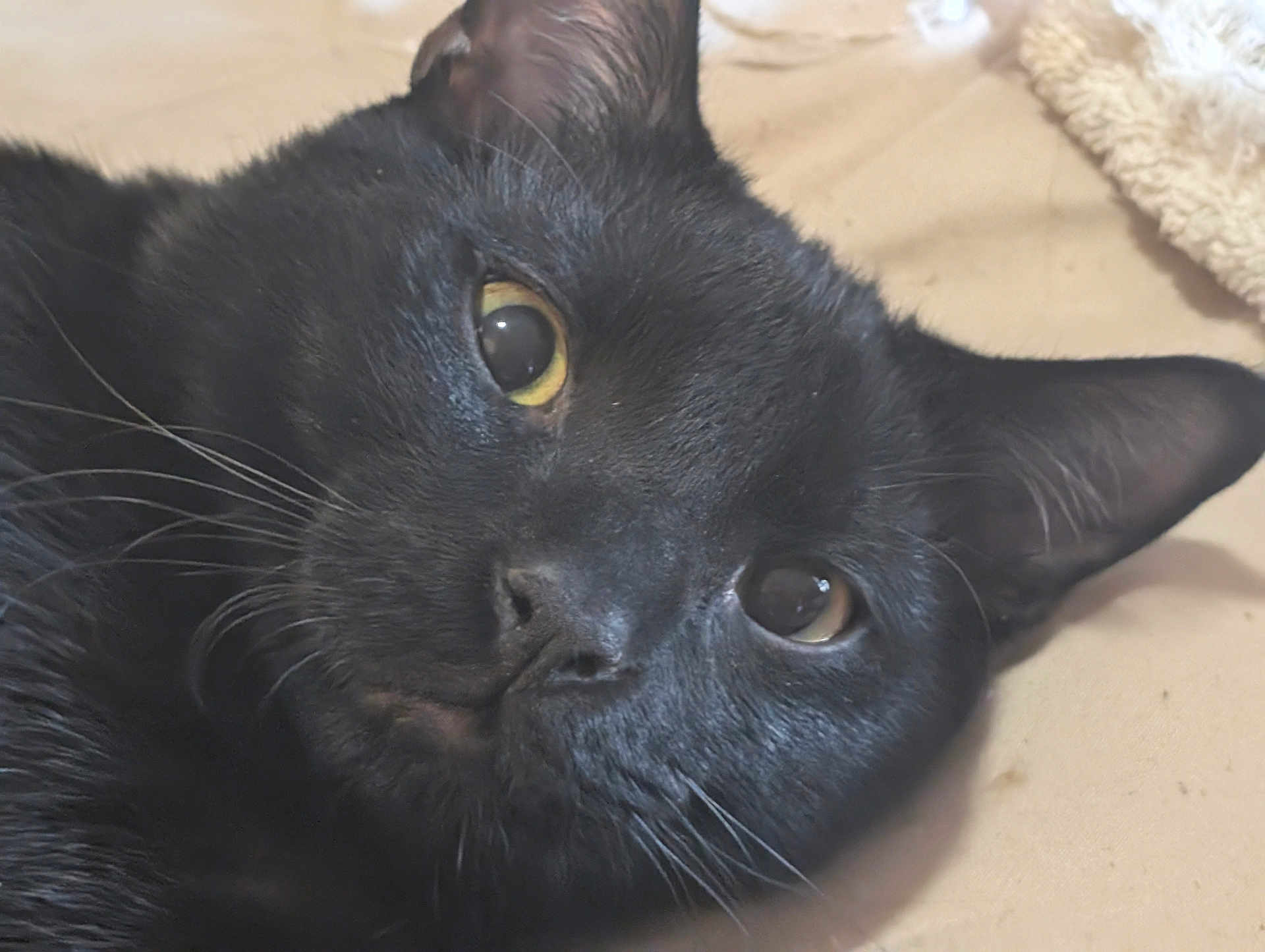 Izzy