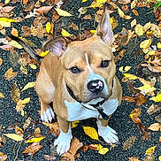 Bruno is registered to the contest to win money with this photo: dog, puppy, pit_bull, sitting, outdoor, autumn, leaves, fall, ground, pavement, tan_fur, white_chest, white_paws, floppy_ears, pointed_ears, collar, portrait, looking_at_camera, animal, nature