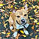 Bruno