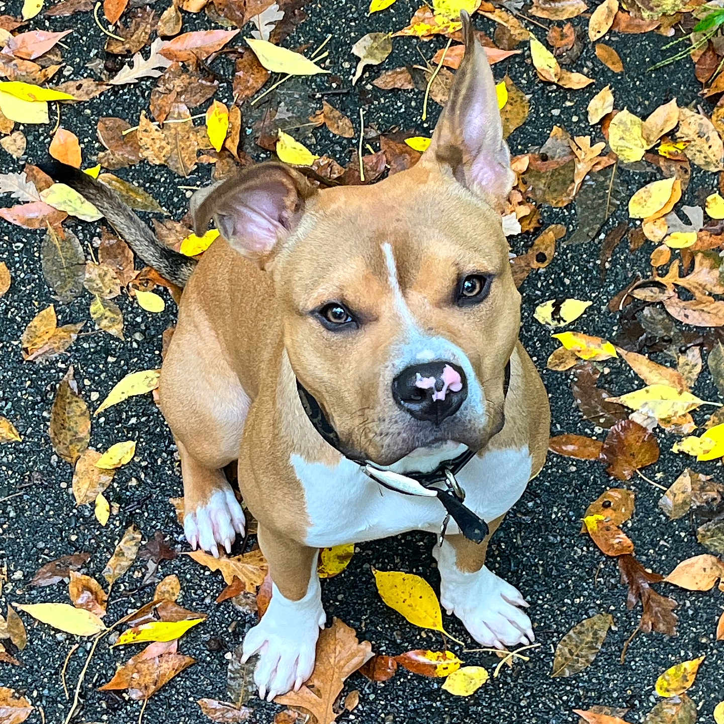 Bruno