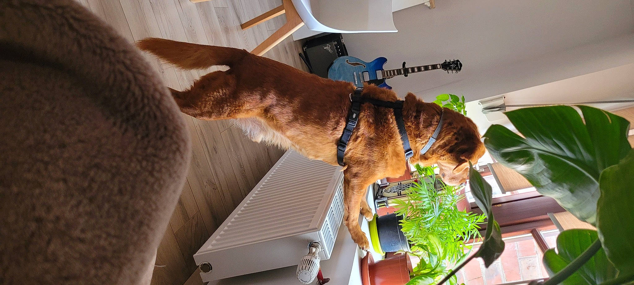 Fido participe au concours pour gagner de l'argent avec cette photo : carnivore, collar, companion_dog, dog, dog_breed, dog_collar, dog_supply, fawn, felidae, fur, guard_dog, houseplant, leash, liver, pet_supply, plant, sporting_group, tail