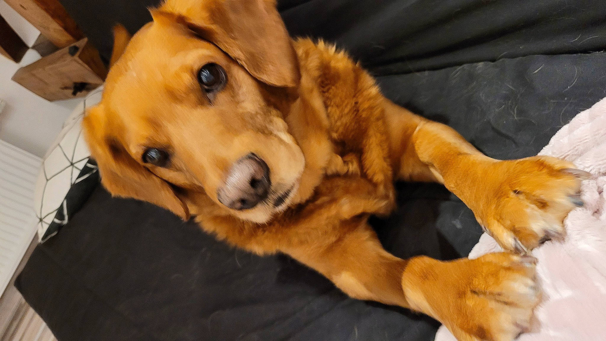 Fido