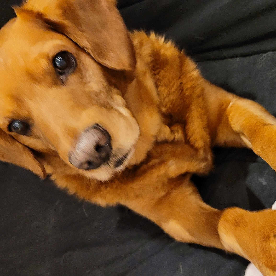Fido