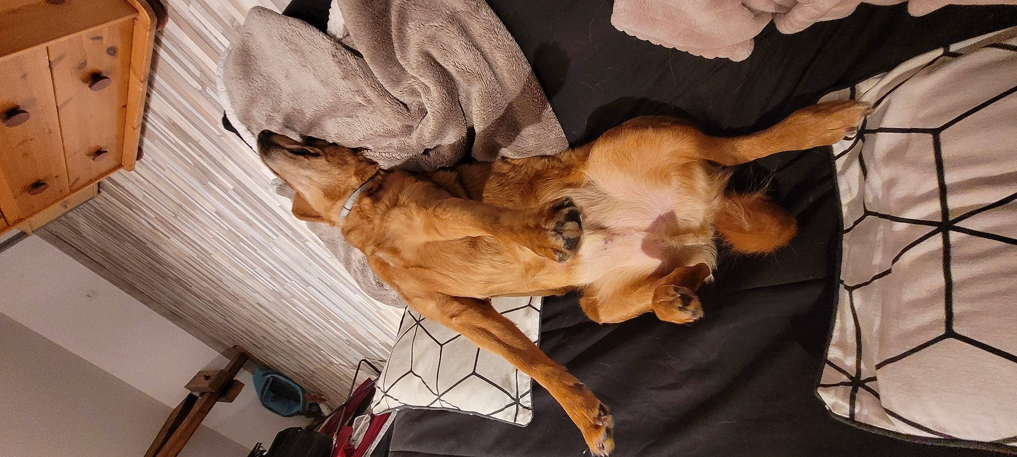 Fido participe au concours pour gagner de l'argent avec cette photo : canidae, carnivore, comfort, companion_dog, dog_breed, dress, fawn, felidae, fur, nap, plant, snout, sporting_group, tree, wood, wrinkle