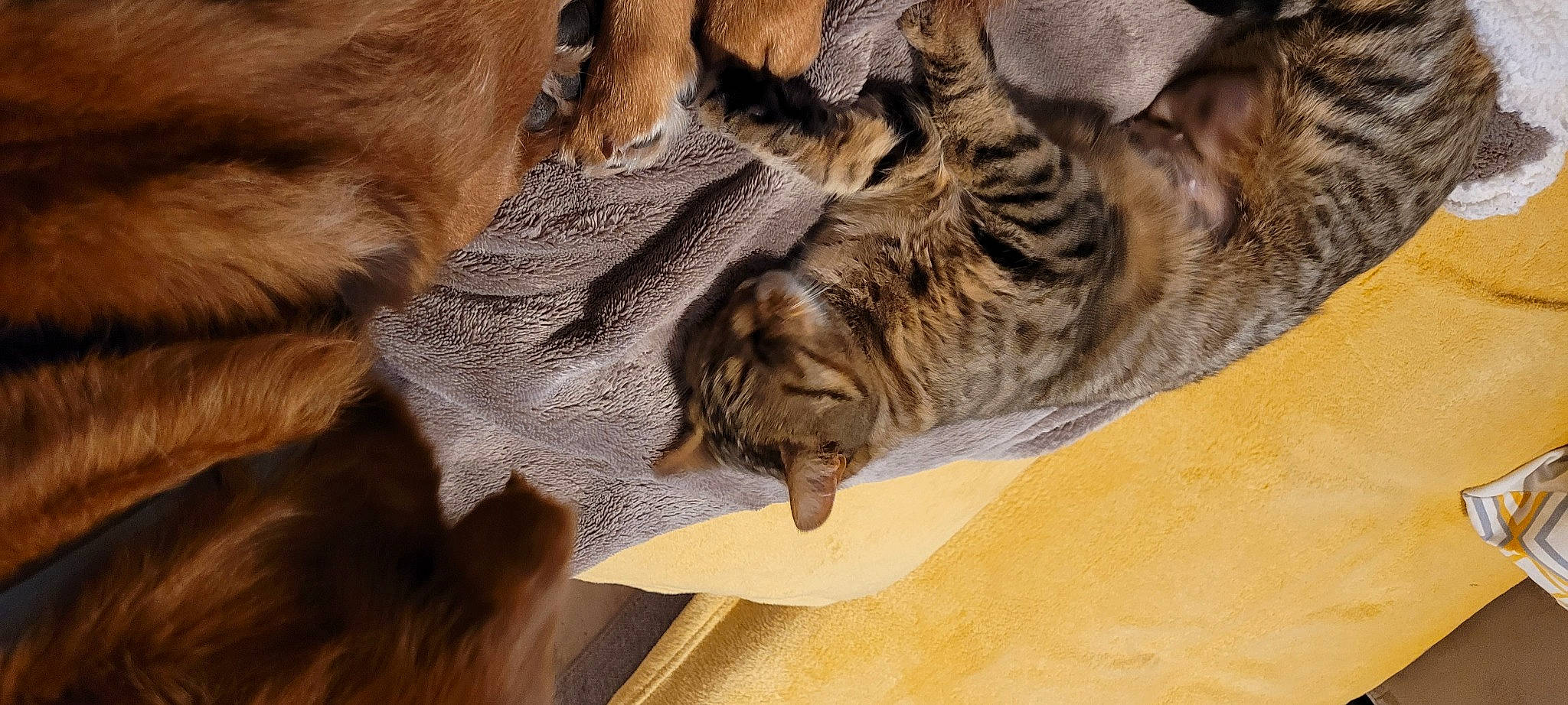 Nala a rejoint le concours — aidez-le/la à gagner de superbes lots ! big_cats, carnivore, cat, claw, comfort, dog_breed, domestic_short_haired_cat, fawn, felidae, fur, nap, paw, sleep, small_to_medium_sized_cats, snout, tail, terrestrial_animal, whiskers, wildlife, wood