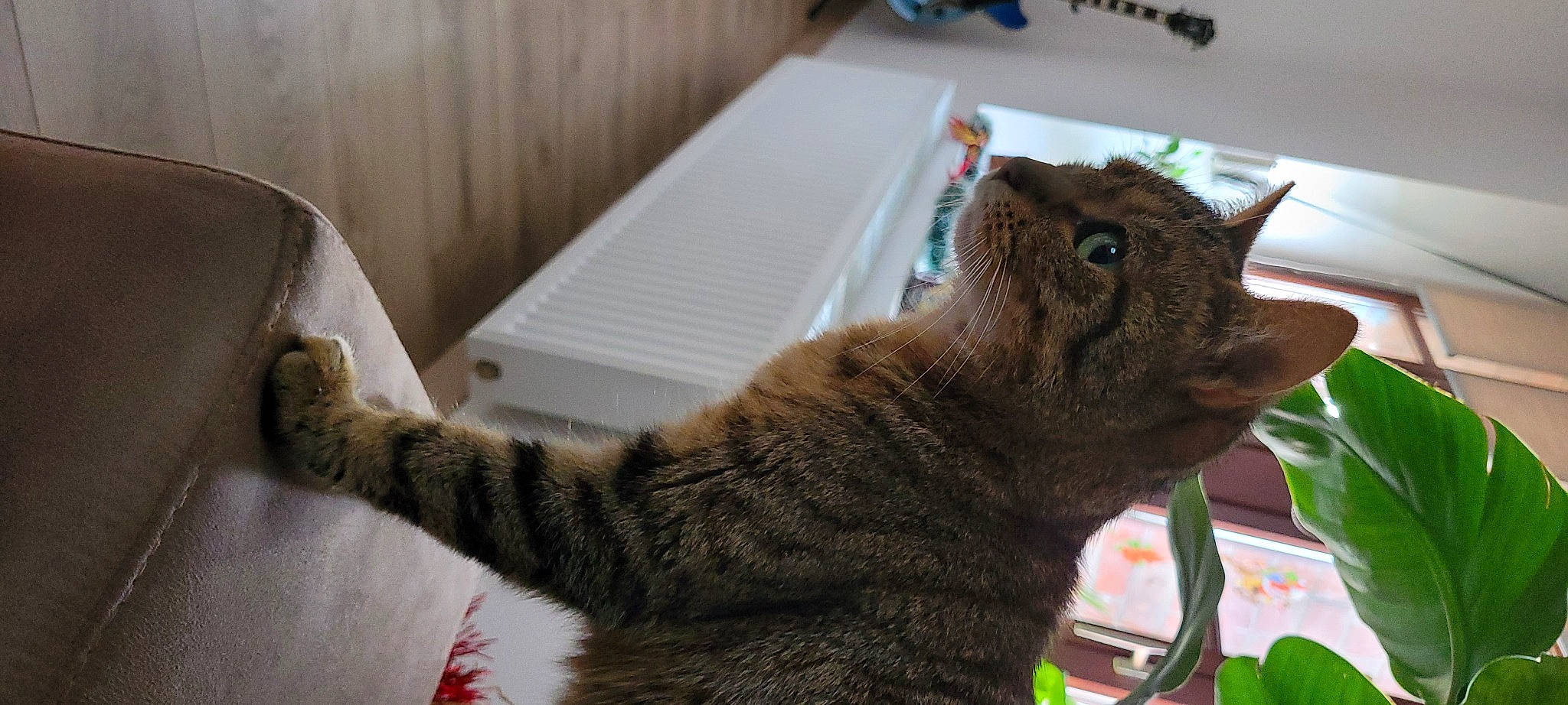 Nala