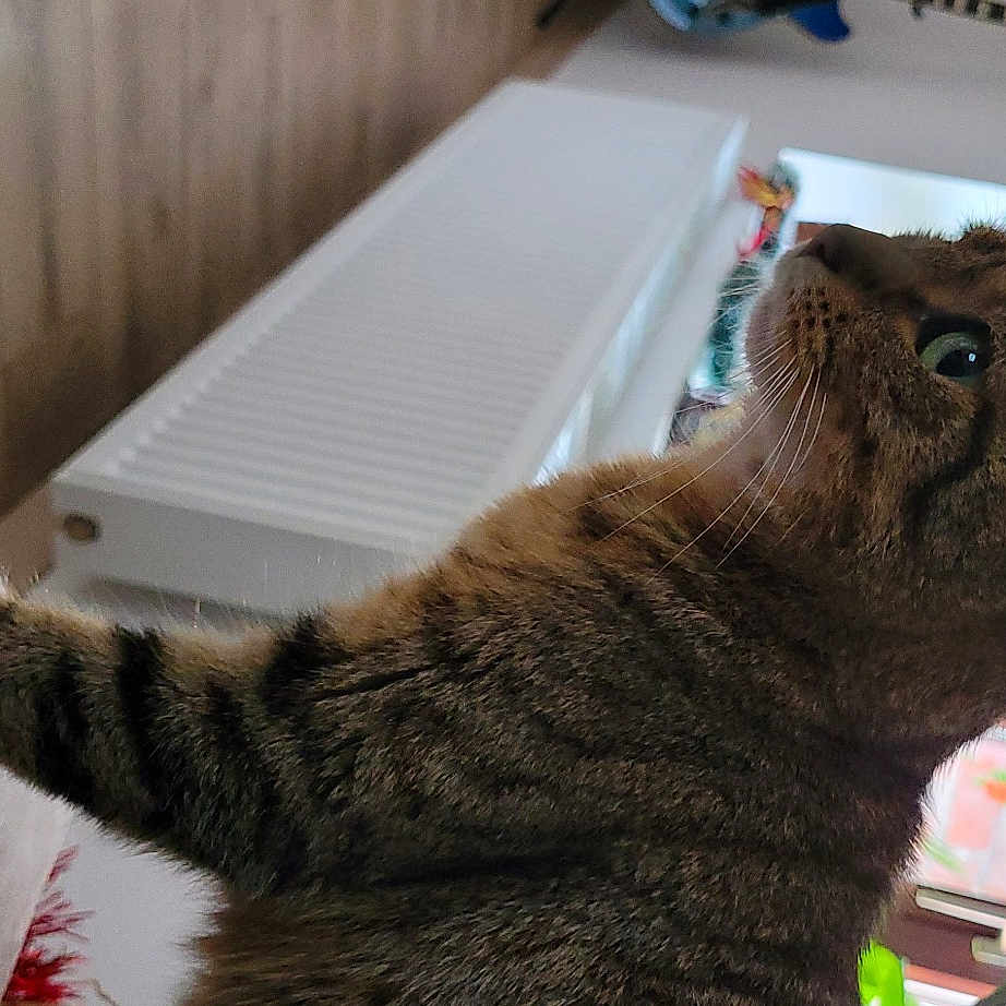 Nala