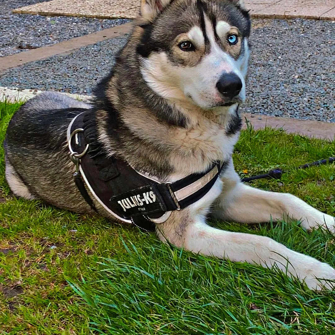 Snow a rejoint le concours — aidez-le/la à gagner de superbes lots ! accessories, animal, ball, bench, canine, dog, eskimodog, football, furniture, grass, husky, nature, outdoors, pet, plant, puppy, soccer, soccerball, sport, strap