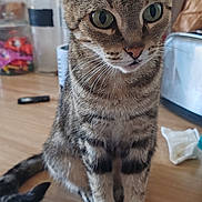 Inna participe au concours pour gagner de l'argent avec cette photo : cat, tabby, pet, animal, feline, indoor, kitchen, counter, curious, whiskers, ears, sitting, wooden_surface, domestic, closeup, green_eyes, striped_fur, background_objects, household, still_life