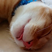 Freddy joined the competition — help win amazing prizes! animal, cat, close_up, collar, cozy, cute, domestic_cat, face, feline, fur, indoors, nap, orange_tabby, pet, relaxation, resting, sleeping, soft_blanket, tongue_out, whiskers