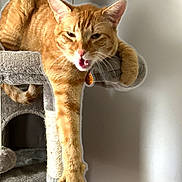 Freddy is registered to the contest to win money with this photo: cat, ginger_cat, feline, cat_tree, pet, indoor, relaxed, stretching, paw, meowing, orange_fur, whiskers, claws, animal, cute, domestic_cat, fur, ears, climbing, resting