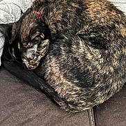 Luna joined the competition — help win amazing prizes! cat, tortoiseshell, sleeping, curled_up, pet, indoor, blanket, couch, furniture, red_collar, fur, cozy, resting, close_up, domestic_animal, animal, relaxing, warm, comfort, nap
