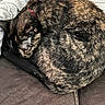 animal, blanket, cat, close_up, comfort, couch, cozy, curled_up, domestic_animal, fur, furniture, indoor, nap, pet, red_collar, relaxing, resting, sleeping, tortoiseshell, warm
