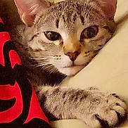 Zoe joined the competition — help win amazing prizes! cat, tabby, pet, animal, fur, face, ear, paw, cushion, blanket, red, black, yellow, resting, sleepy, indoor, closeup, whiskers, cute, relaxed