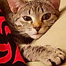 cat, tabby, pet, animal, fur, face, ear, paw, cushion, blanket, red, black, yellow, resting, sleepy, indoor, closeup, whiskers, cute, relaxed